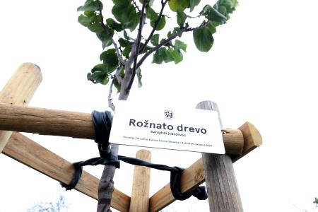 Posaditev  rožnatega drevesa v Pocinovem vrtu 04 Foto Ljubo Vukelič